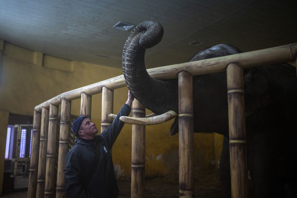 ▲▼烏克蘭基輔動物園飼養員Kirilo Tratinin正在安慰一頭大象。（圖／達志影像／美聯社）