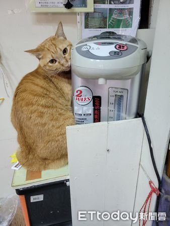 ▲▼貓怕冷靠冰箱！終於找到禦寒好物。（圖／網友謝小姐授權提供，下同）