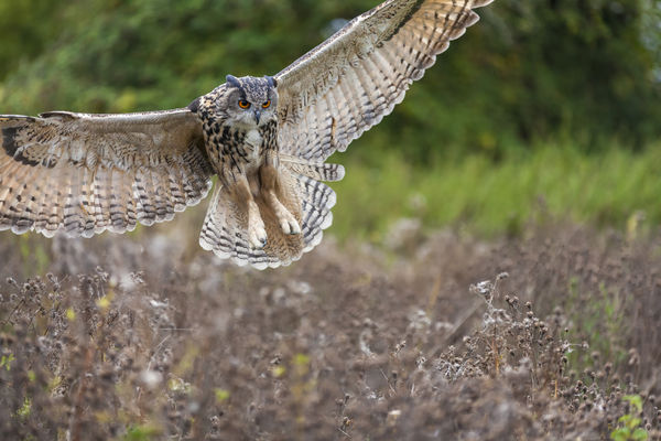 ▲▼歐洲雕鴞,Eurasian Eagle Owl。（示意圖／達志影像）