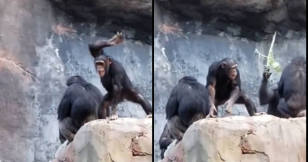 小猩猩太頑皮丟石頭攻擊遊客，結果反被年長猩猩毆打教訓。（圖／翻攝自微博）