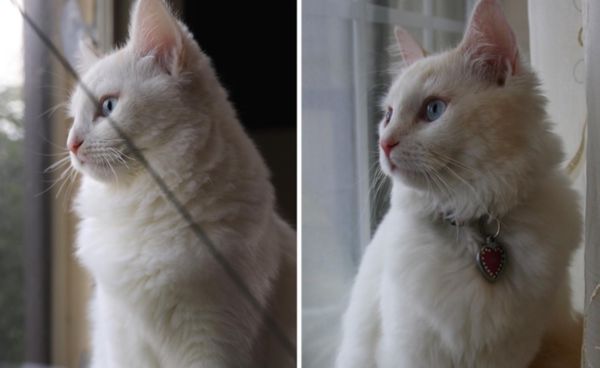 ▲圖左為複製貓貝兒，右為已過世的原白貓查伊。（圖／取自Instagram@adogandacat）