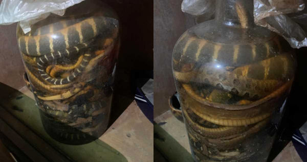 一名男網友近日在朋友老家挖出1大罐藥酒，赫見裡頭塞滿毒蛇。