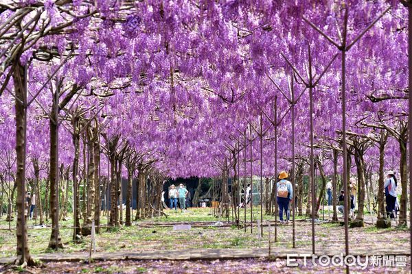 ▲淡水「紫藤咖啡園」16日花況已達6成。（圖／記者彭懷玉攝）