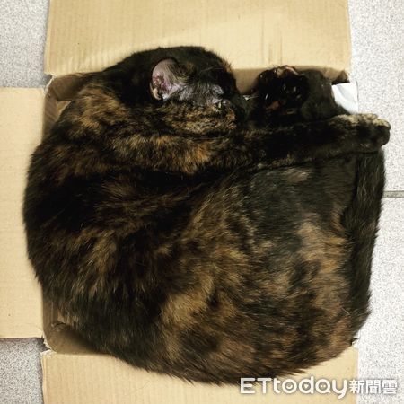 ▲▼6公斤貓咪肚子胖到沒毛還有溝。（圖／網友Siao Chi授權提供）