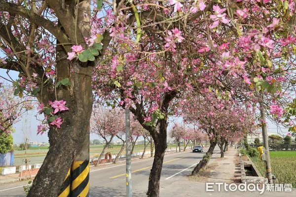 ▲馬光國中前大馬路,兩旁種植長達2公里羊蹄甲樹,俗稱印度櫻花,正值盛開是土庫鎮崙內社區的特色。(圖/記者蔡佩旻翻攝)