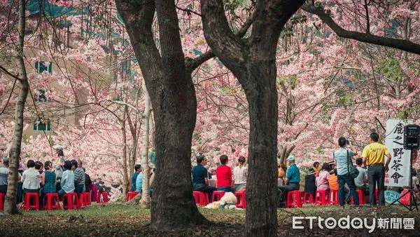 ▲2022賞桐一期一會於3月26日起跑。(圖/記者楊漢聲翻攝)