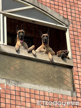 ▲樓上窗戶出現「3隻超兇狗老大」饋窗推擠　路過鄰居抬頭猛誇可愛。（圖／粉專「大丹犬阿諾與阿莫」提供，請勿隨意翻拍，以免侵權。）