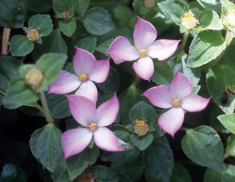 ▲▼12歲以下兒童在清明連假可免費遊國家森林遊樂區,圖為東方肉穗野牡丹。(圖/林務局提供)