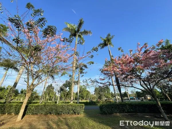 ▲台南山上花園水道博物館花旗木,獨特景致也吸引大批民眾爭相拍攝留影。(圖/記者林悅翻攝,下同)