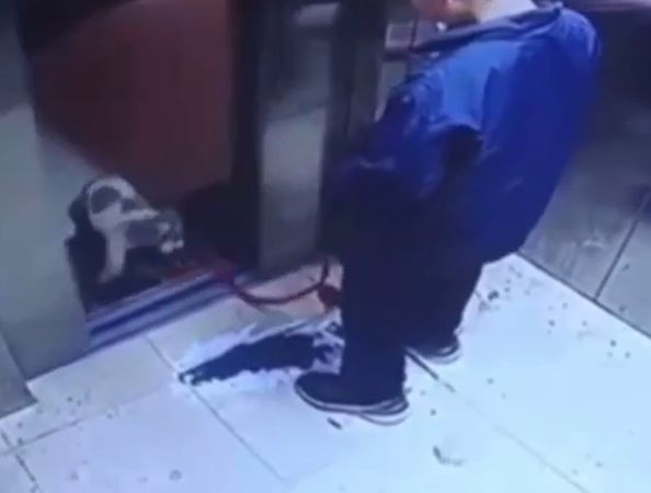 男孩偷狗拖進電梯夾死。（圖／翻攝自微博@交通事儿）