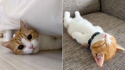 曼赤肯貓「超愛慵懶平躺」圈11萬粉　眼睛笑成橋：喵生躺平最舒服了！