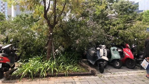 ▲▼台中市政府旁一棵大榕樹因染褐根病,下午突然倒塌壓毀20多輛機車,市府表示會賠償車主。(圖/民眾提供)