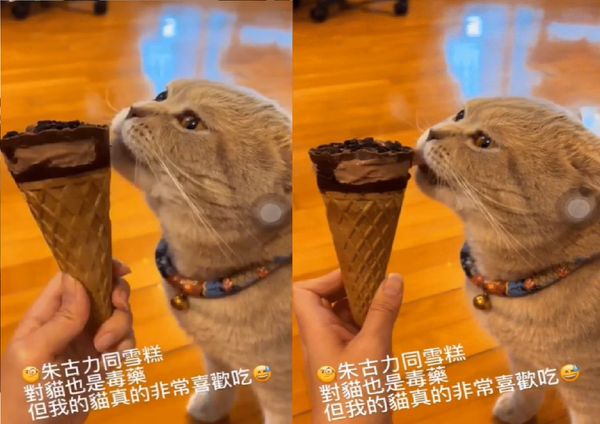 ▲香港前主播「餵貓吃巧克力甜筒」　開心PO舔食片：我的貓非常喜歡。（圖／翻攝自IG／chingbee0808）