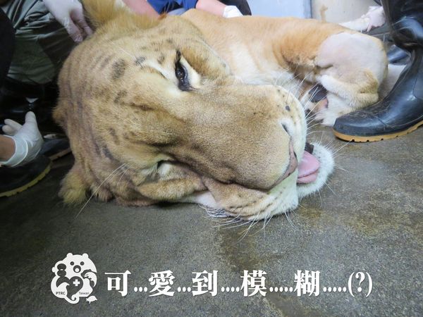 獅虎阿彪12歲健檢。（圖／屏東科技大學保育類野生動物收容中心臉書）
