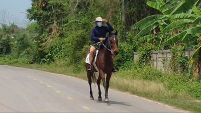 22歲泰男從小迷戀馬竟「棄車騎馬」代步　同事聽馬蹄聲：他來上班了