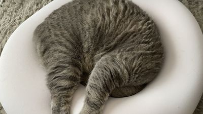 軟Q萌貓睡到頭不見！　媽看傻回頭2次確認：到底怎睡的？