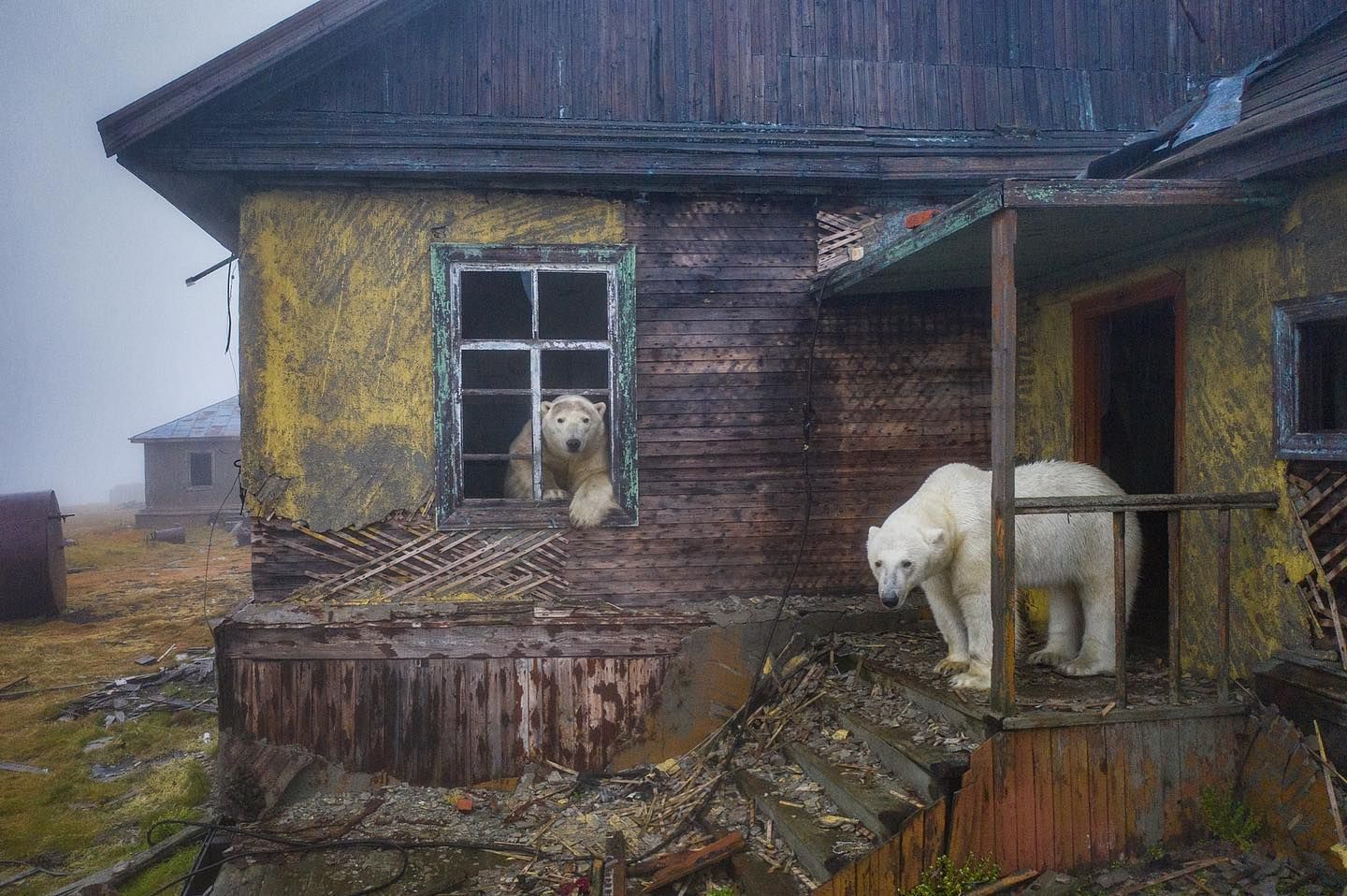  熊熊找新家！阿拉斯加「北極熊」接管荒廢氣象站，悠閒探出窗外還知道要看鏡頭！ 