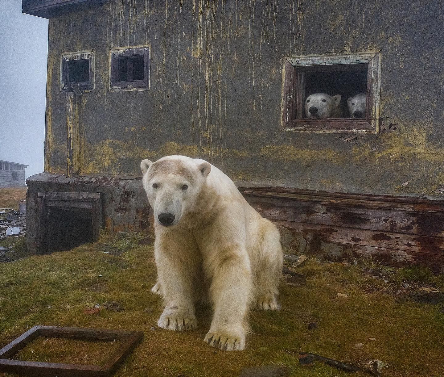  熊熊找新家！阿拉斯加「北極熊」接管荒廢氣象站，悠閒探出窗外還知道要看鏡頭！ 