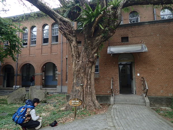 ▲▼台灣大學文學院中庭的印度黃檀。(圖/翻攝台北市文化局網站)