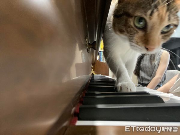 ▲▼1hr鋼琴課被打斷！「貝多芬貓」硬上場炫技　媽無奈：學費很貴欸。（圖／飼主Chunting Chang提供）
