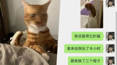 「貓咪借擼半小時」換到3顆橘子！上海封城缺物資　創意飼主派出寵物換到食物