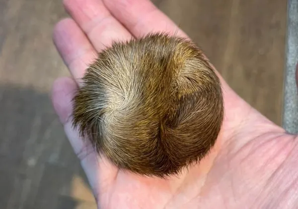 ▲▼ 。(圖/翻攝自Facebook/爆廢公社)