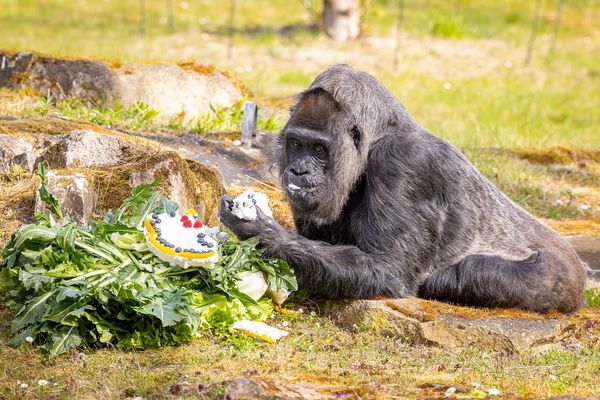 ▲▼生日快樂！ 全球最長壽大猩猩歡慶65歲 柏林動物園獻上蛋糕。（圖／柏林動物園推特@zooberlin）