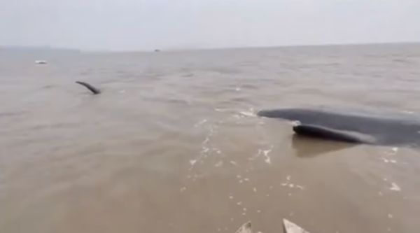 ▲寧波海域出現一條受困擱淺的抹香鯨。（圖／翻攝央視）