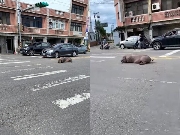 ▲▼一隻豬「降肉」在馬路中央。（圖／翻攝自爆廢公社二館）