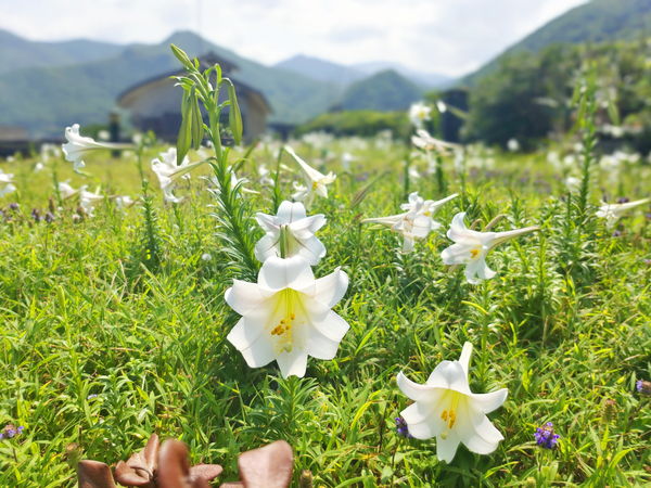 ▲龍洞灣海洋公園百合花正盛,綠色潮間帶。（圖／東北角暨宜蘭風管處提供）