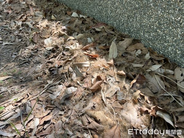 ▲台南市議員李啟維說,每年黑板樹開花季節,因棉絮滿天飛,造成呼吸道鼻子過敏者的困擾,建議市府在未更替樹種之前,應有短期防護措施。(圖/記者林悅翻攝,下同)