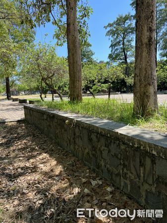 ▲台南市議員李啟維說,每年黑板樹開花季節,因棉絮滿天飛,造成呼吸道鼻子過敏者的困擾,建議市府在未更替樹種之前,應有短期防護措施。(圖/記者林悅翻攝,下同)