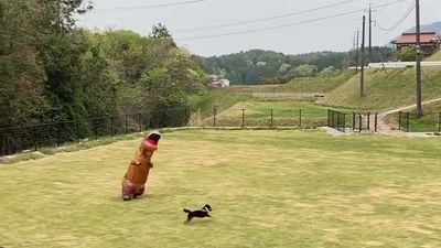 「飼主穿暴龍裝」陪黑柴玩　上演你追我跑彷彿侏儸紀公園