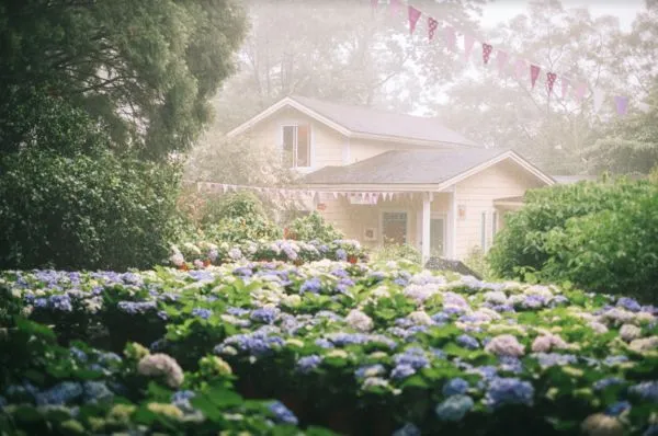 ▲薰衣草森林即日起至6/19迎來「繡球花大賞」,薰衣草森林尖石店。(圖/薰衣草森林提供)