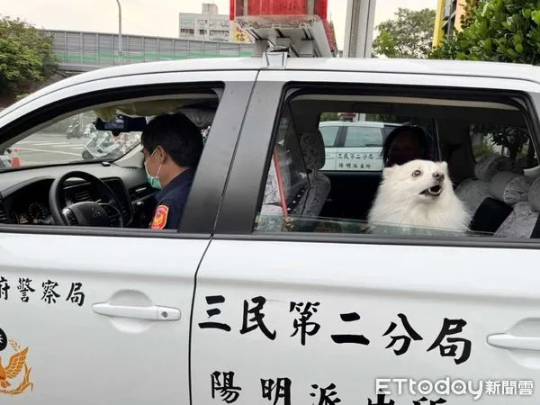 ▲▼警方將走失的博美犬Ruby載回派出所時,特地搖下車窗,讓空氣流通外,也讓Ruby能望外看風景,一臉的萌樣,不禁讓人多看幾眼。(圖/記者吳世龍翻攝)
