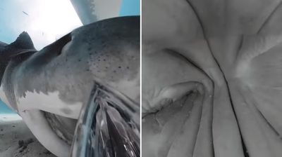 虎鯊吞掉360度全景相機「沒壞還繼續錄」　網見珍貴影像全跪了