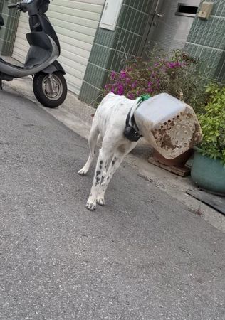 圖／台灣之心愛護動物協會授權鍵盤大檸檬外稿使用