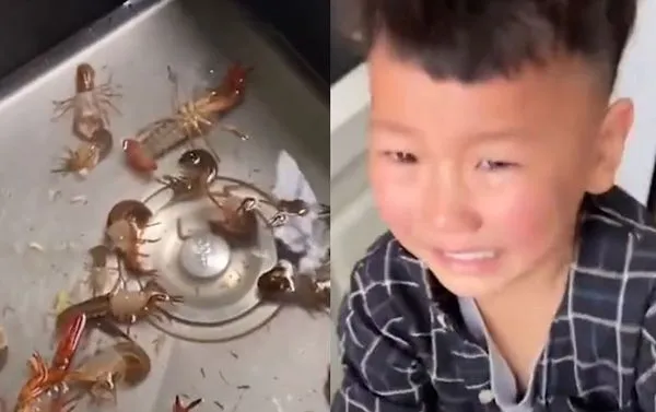 ▲▼寵物小龍蝦全被下鍋!男童淚崩罵母後「真香上身」笑著剝殼開吃。(圖/翻攝微博)