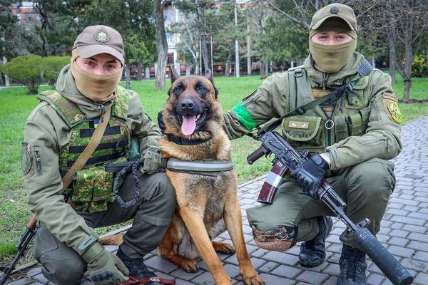 ▲俄羅斯棄養3歲軍犬　烏克蘭士兵暖心收留牠「惡補第2語言」教指令。（圖／翻攝自Twitter／@proudukraine）