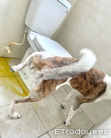 主人隔離，狗狗總算妥協在廁所上尿尿。（圖／飼主Ruru Alice提供）