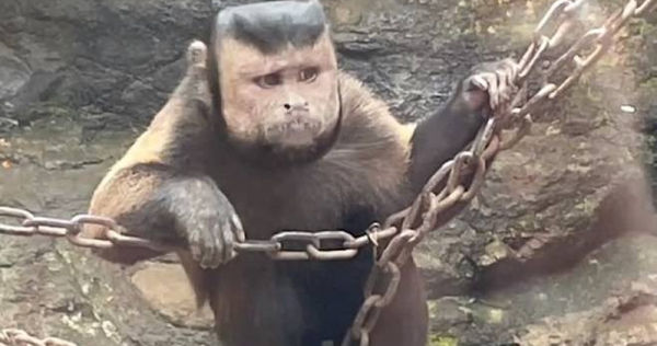 有一名女遊客到浙江紹興動物園發現有一隻猴子長相特殊。（圖／翻攝自微博）