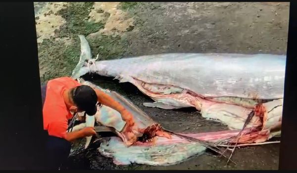 ▲這尾旗魚的肚子剖開後發現一尾未消化的旗魚             。（圖／民眾提供，下同）