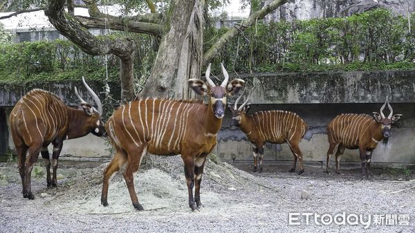 ▲▼動物照養不容易，耐心體力是基本－深入了解保育員工作日常。（圖／台北市立動物園提供，下同）