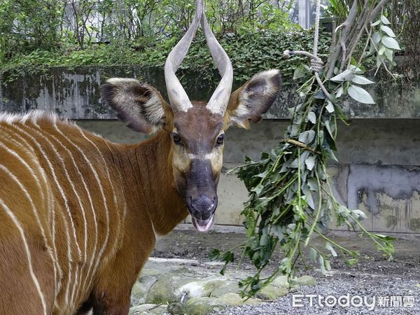 ▲▼動物照養不容易，耐心體力是基本－深入了解保育員工作日常。（圖／台北市立動物園提供，下同）