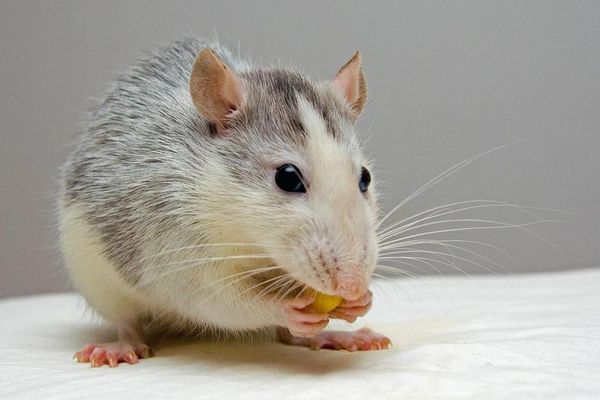 英國鼠患嚴重，爆發啃食活人事件。（示意圖Pixabay）