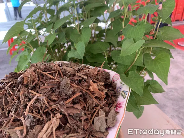 ▲魚腥草從每台斤300元,已漲到800元,藥材嚴重不足,民眾瘋狂搶買情況再沒停緩,防疫中藥材可能出現斷貨。(圖/記者蔡佩旻攝)