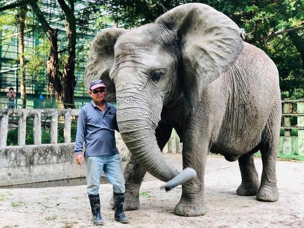 「大象爸爸」張永興保育員與阿里情如父女。（壽山動物園提供）
