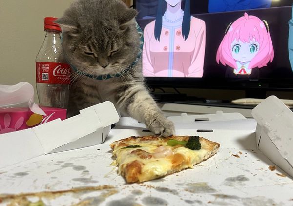 ▲看來「安妮亞」跟沙丁魚一樣喜歡比薩。（圖／翻攝自Twitter／IWASHI_0723）