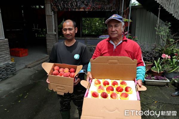 ▲廣受好評的信義鄉紅玉甜桃進入5月產季。（圖／南投縣政府提供）