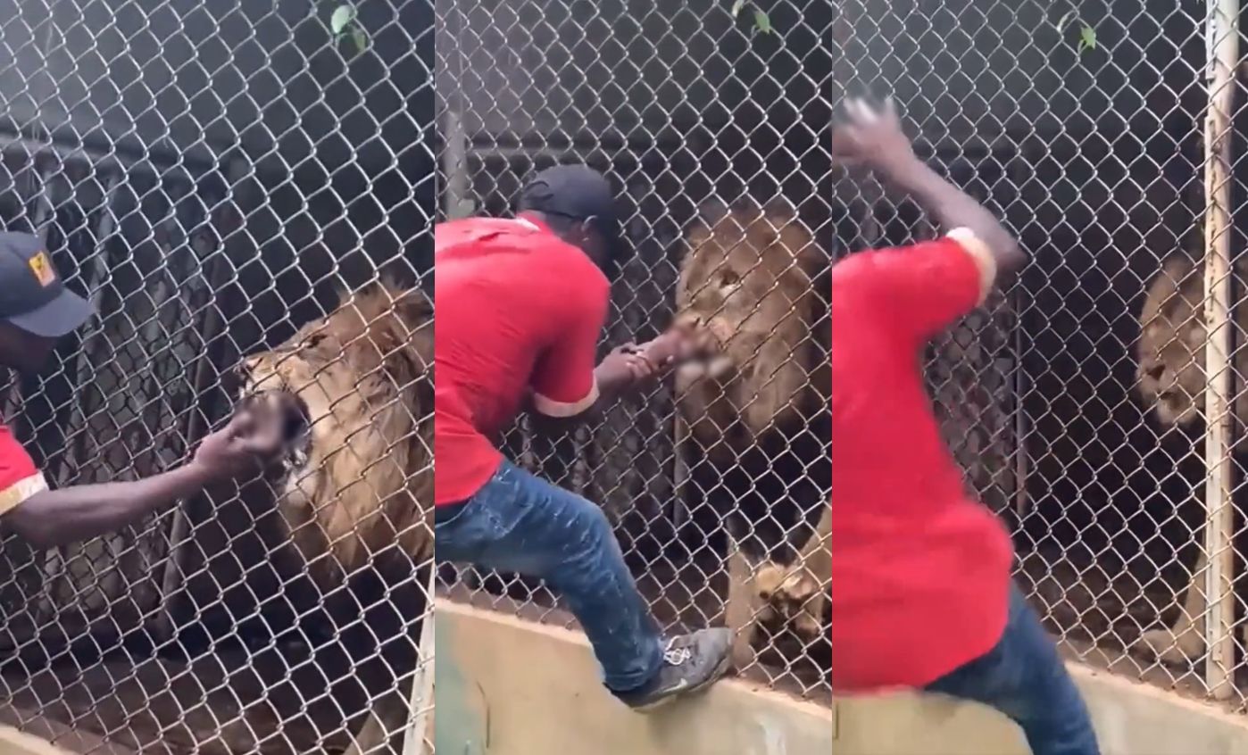 ▲▼動物園管理員戲弄獅子慘被咬。（圖／翻攝推特「@BenjaminEnfield」）